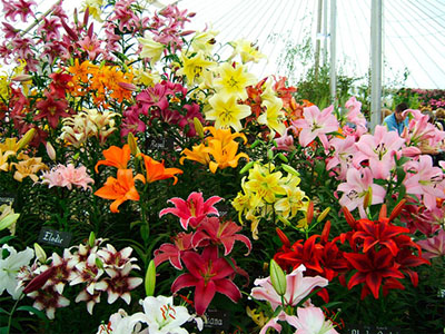 Buchete florale cum să alegi, să plantezi și să îngrijești - sfaturi și sfaturi pentru casa ta