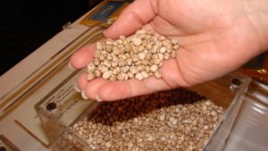 Lupine - sfaturi pentru creștere de la semințe, atunci când plantate pe material săditor