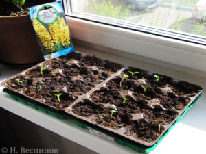 Люпин - поради по вирощуванню з насіння, коли садити на розсаду