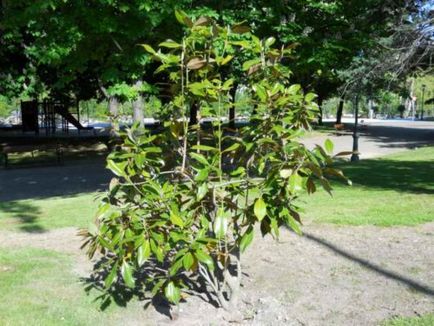 Magnolia × Soulangeana, ültetés és gondozás