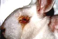 Маркування gmo - free, no animal testing значення, наскільки вона правдива