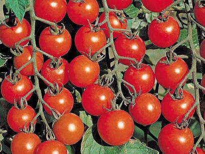 Soiuri de roșii de mică varietate pentru teren deschis, livadă și grădină