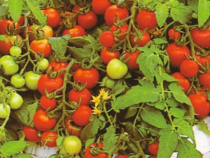 Soiuri de roșii de mică varietate pentru teren deschis, livadă și grădină