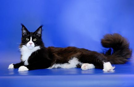 Мейн-кун фото кішки, опис породи, характер, догляд, відео