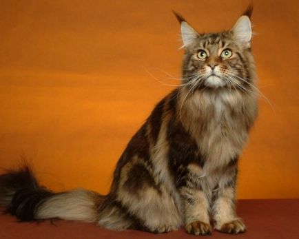 Мейн-кун фото кішки, опис породи, характер, догляд, відео