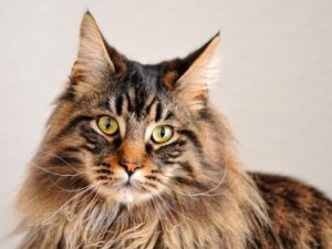 Maine Coon fotografie a pisicii, descrierea rasei, natură, îngrijire, video