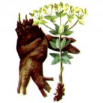 Euphorbia Fisher