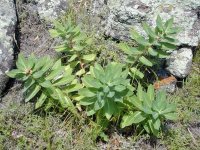 Euphorbia Fisher