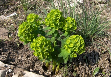 Euphorbia pallasa plante medicinale, aplicare, mărturii, proprietăți utile, contraindicații,