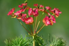Euphorbia tirucalli otthoni gondozást, fotók