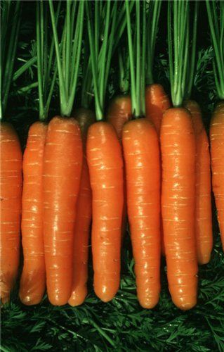 Морквяний сік для лікування нежиті у дітей - ваш доктор айболит