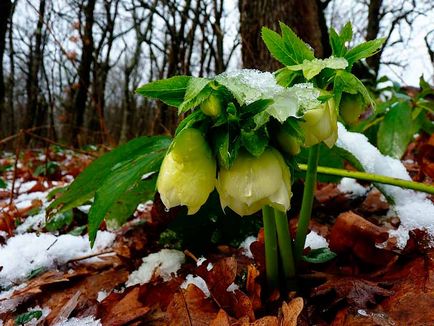 Conservarea și îngrijirea înghețată, specii și soiuri, foto