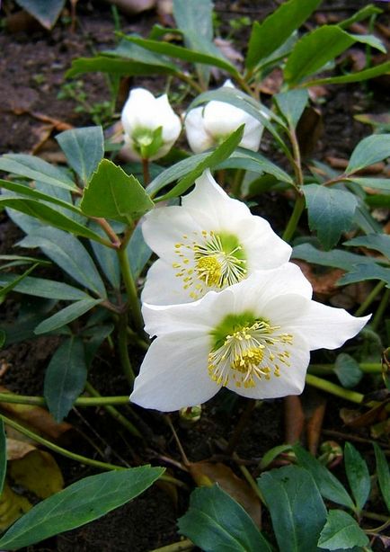 Frost-faj, különösen ültetés és gondozás alkalmazás dísznövény kertészet, gyógyító tulajdonságokkal