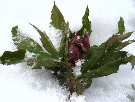 Speciile Nerf, caracteristici de plantare și îngrijire, aplicații în horticultura ornamentală, proprietăți medicinale