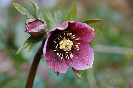 Speciile Nerf, caracteristici de plantare și îngrijire, aplicații în horticultura ornamentală, proprietăți medicinale