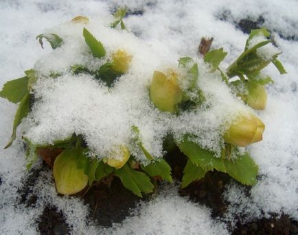 Frost-faj, különösen ültetés és gondozás alkalmazás dísznövény kertészet, gyógyító tulajdonságokkal
