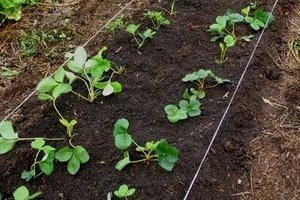 Pot planta căpșuni după plantele magice de cartofi