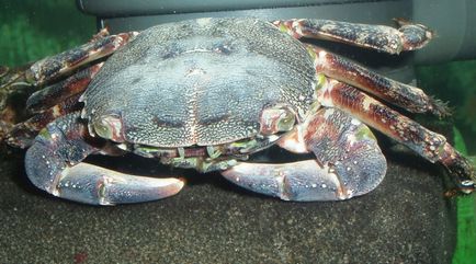 Crabul de crab (păianjen de crab, păianjen mare) - pachygrapsus marmoratus