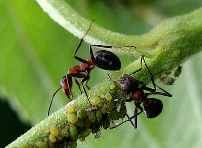 Remedii populare pentru furnici de gradina