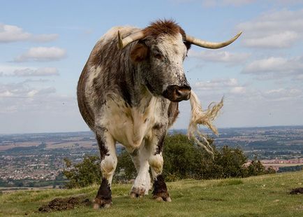 Aveți nevoie de o vaca mare în fermă - agroxxi