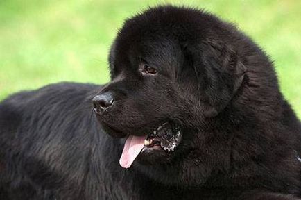 Newfoundland mentőkutya - dogcollar - lőszer és kiegészítők kutyáknak