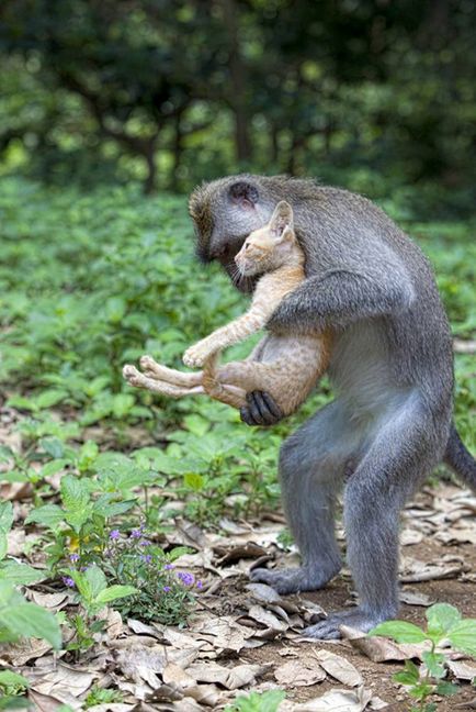 Monkey a adoptat un pui (revista online etoday)