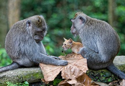 Monkey a adoptat un pui (revista online etoday)
