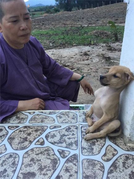 Îmbrățișarea căței dintr-un templu budist din Vietnam