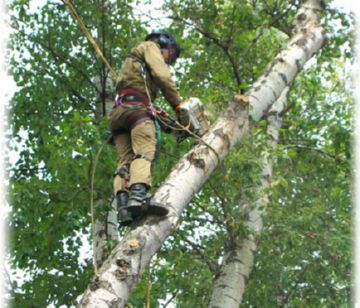 Tratarea copacilor în cădere de la protecția dăunătorilor și tratarea primăvară