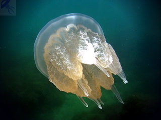 Обробка медуз перед вживанням в їжу