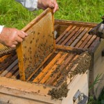 Tratarea albinelor cu biping ca o reproducere și apoi prin pulverizare