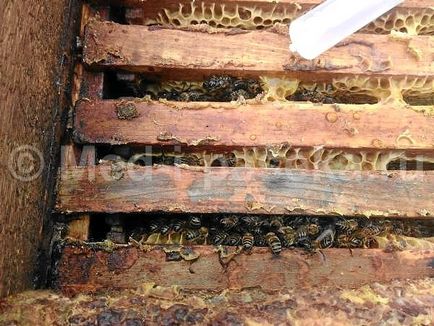 Tratarea albinelor cu biping ca o reproducere și apoi prin pulverizare