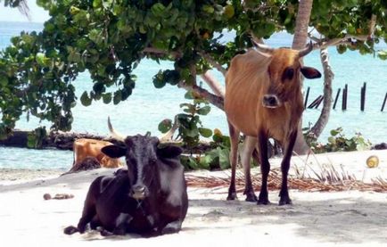 Vacile cubanez exuberante sunt recunoscute ca o rasă nouă