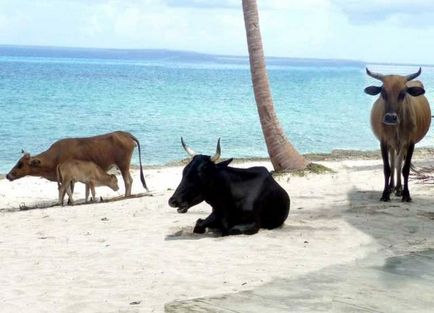Дикі кубинські корови визнані новою породою