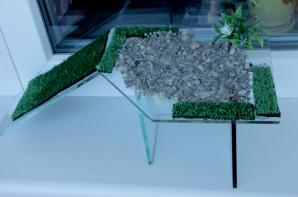 Decorarea aquaterrarium - barbus albastru