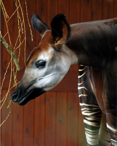 Okapi sau 