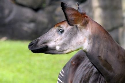 Okapi sau 