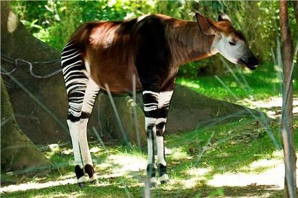 Okapi sau 