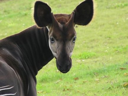 Okapi sau 