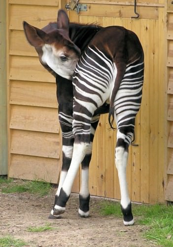 Okapi sau 