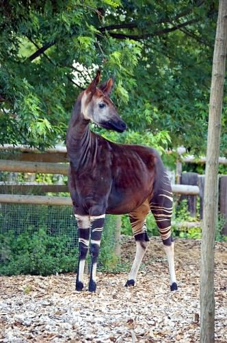 Okapi sau 