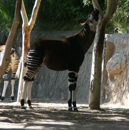 Okapi sau 