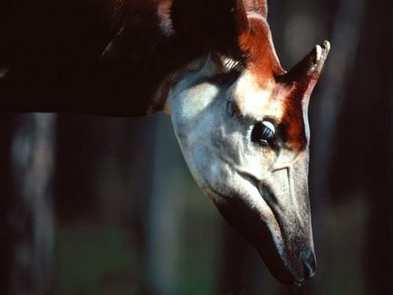 Okapi sau 