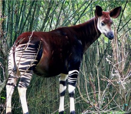 Okapi sau 