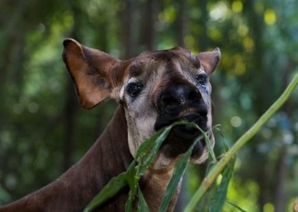 Okapi sau 