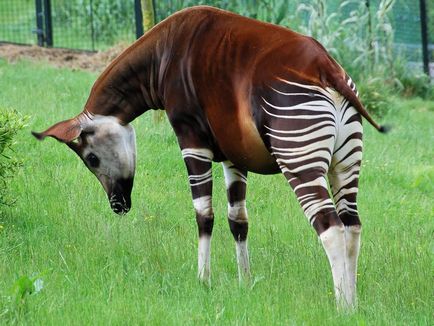 Okapi - csíkos zsiráf