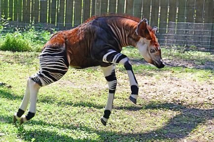 Okapi - girafa dungată