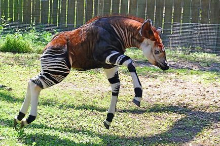 Okapi - csíkos zsiráf