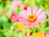 Vîscola - frumoase și periculoase, flori în grădină (gospodărie)