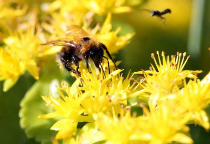 Polenizarea de către bumblebees